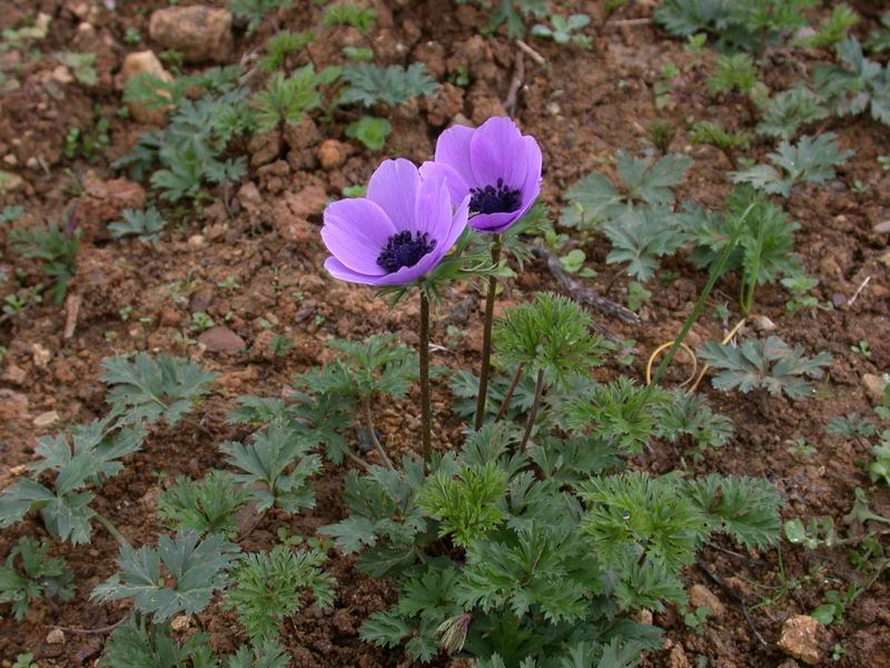 Anemone coronaria /  Anemone dei fiorai
